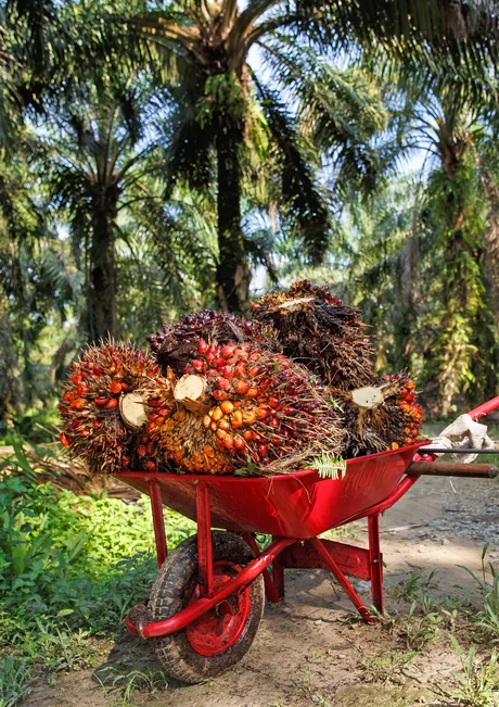 RSPO-zertifiziertes Palmöl