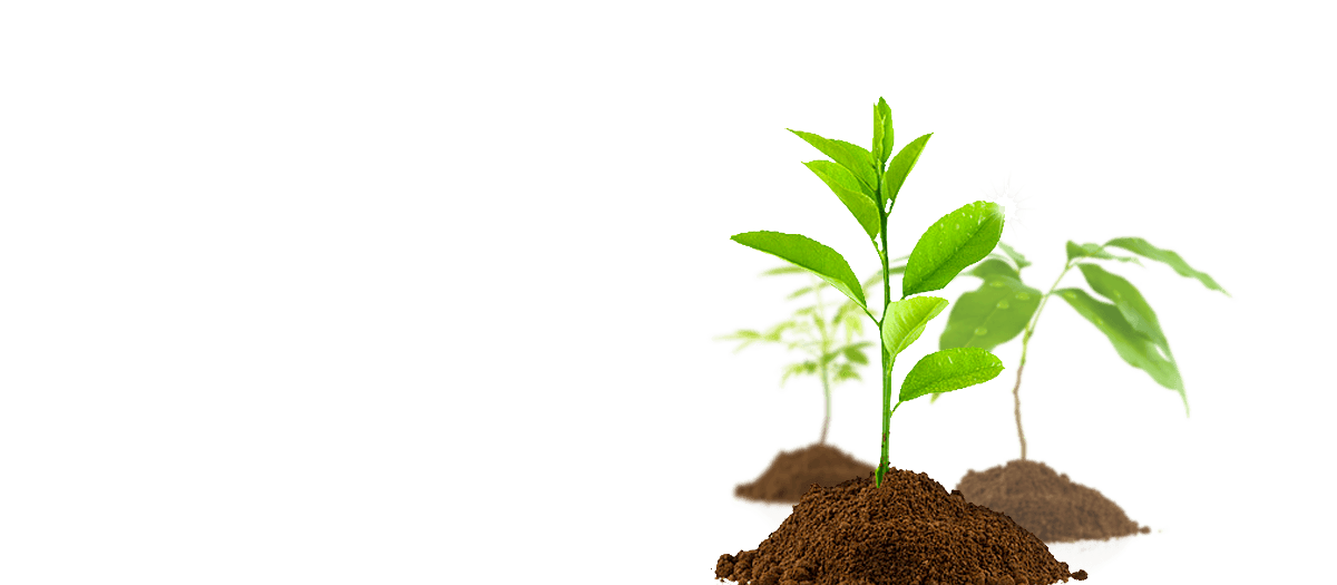 Sustainable forestry as raw material base