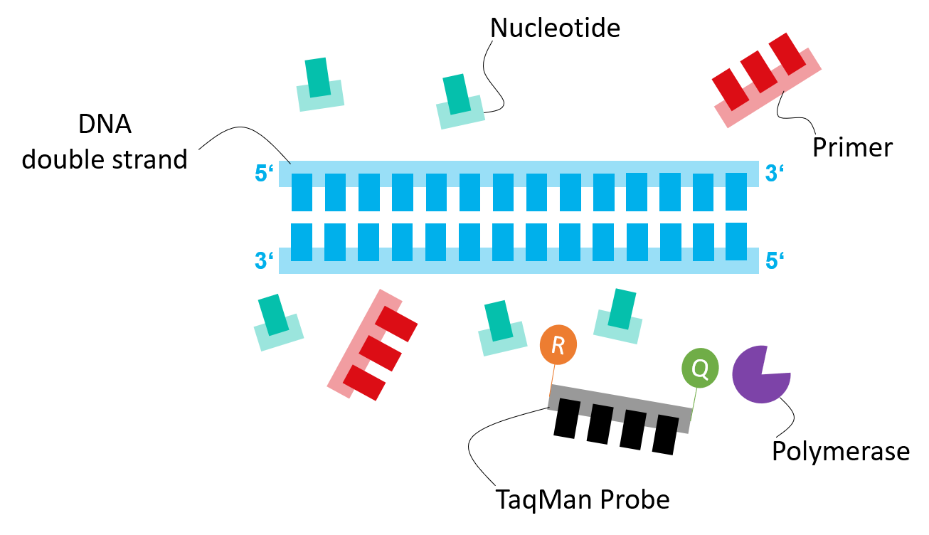 PCR-Komponenten der Diagnostik-Kits