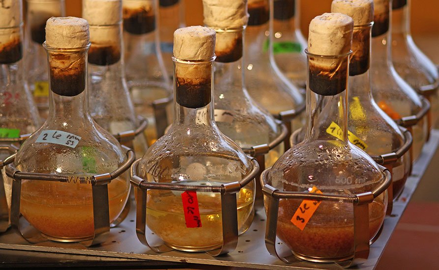Wildstammfermentation