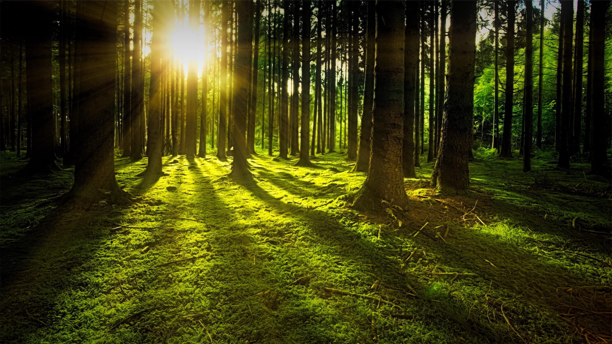 Holzvergasung – Energie aus Holz