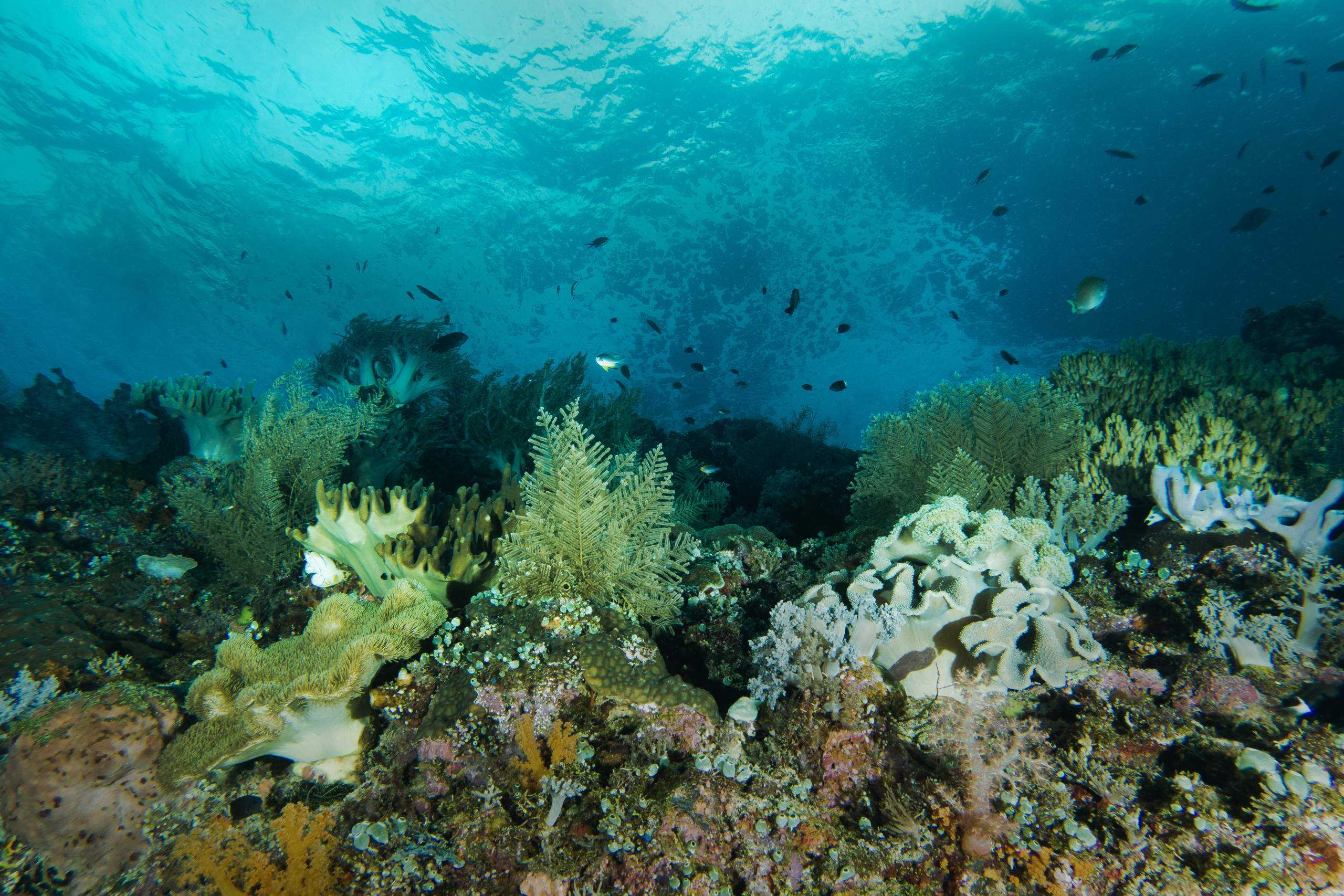 Free The Sea – Einsatz gegen Meeresplastik