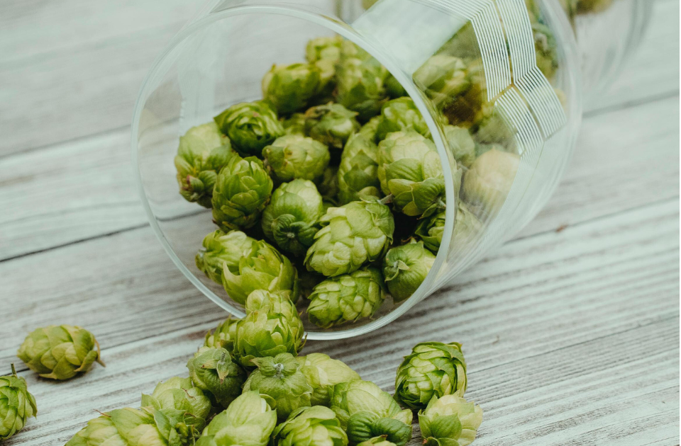 Brauer zeigt den Rohstoff Hopfen