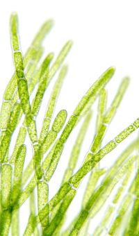 Chlorophyll- und Algenanalytik