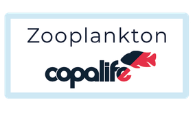 Einblick in die Planktonproduktion