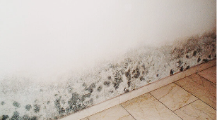 Mould damage on a wall
