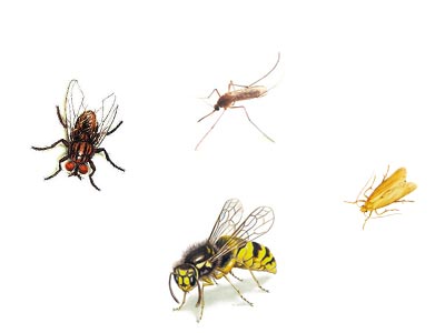UV-Lichtfalle gegen Fluginsekten