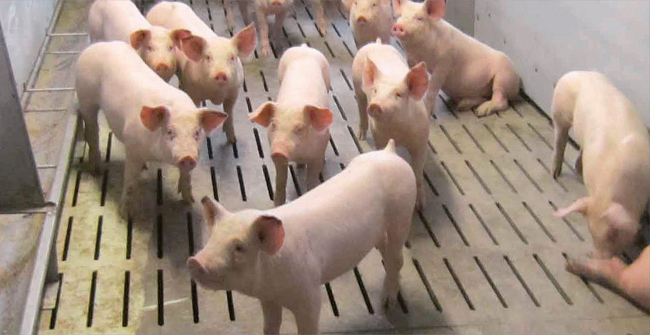 Schweinemast