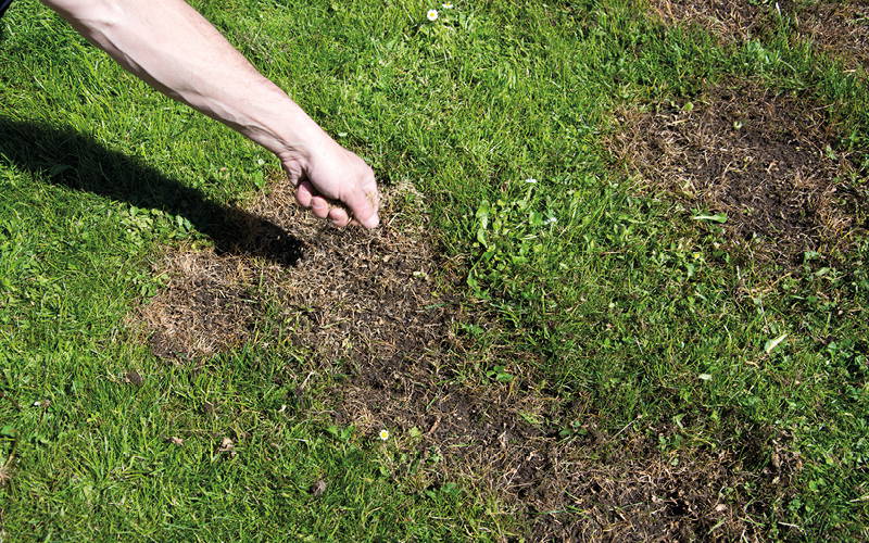 Rasennachsaat im Garten