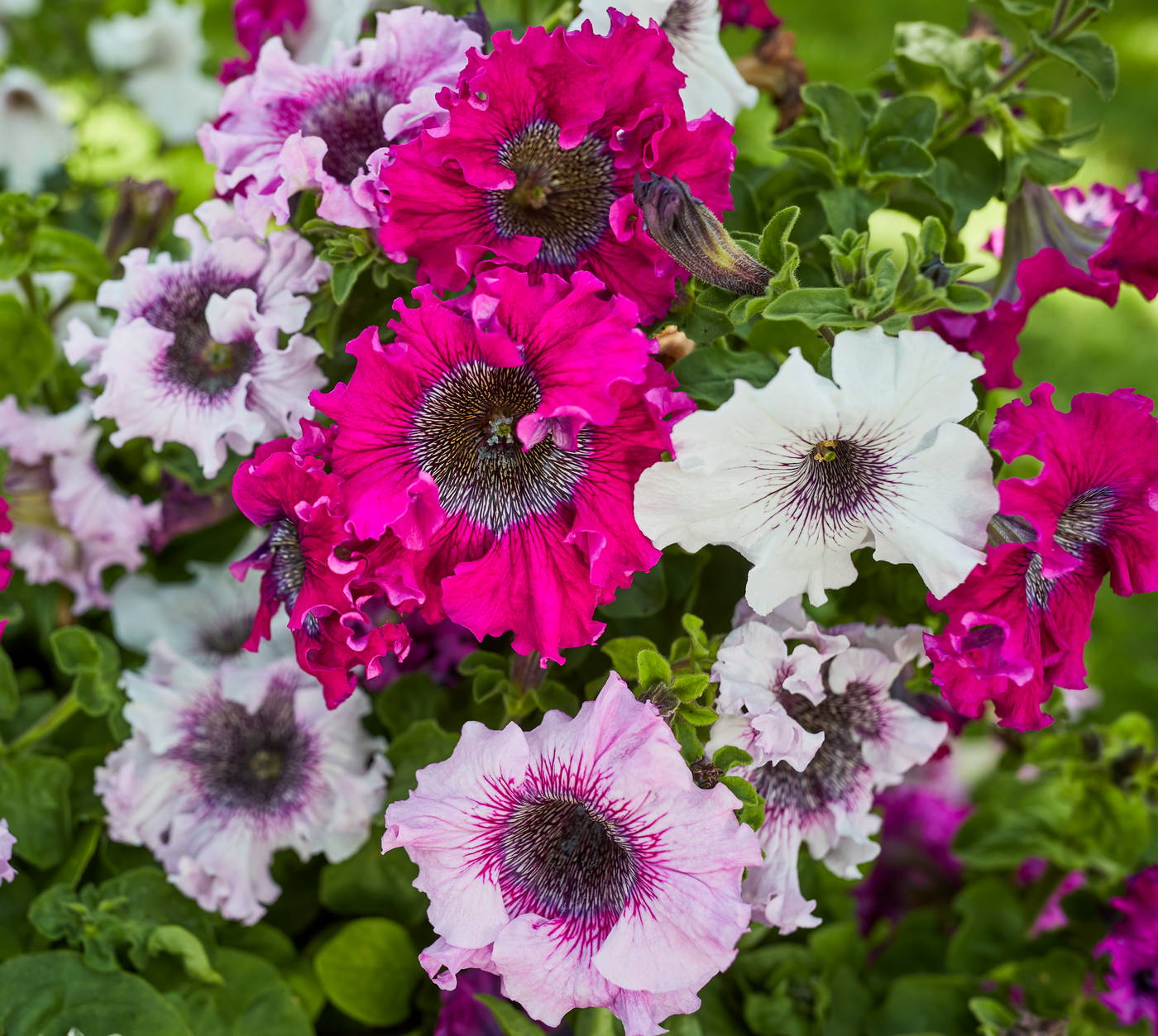 Blumensamen