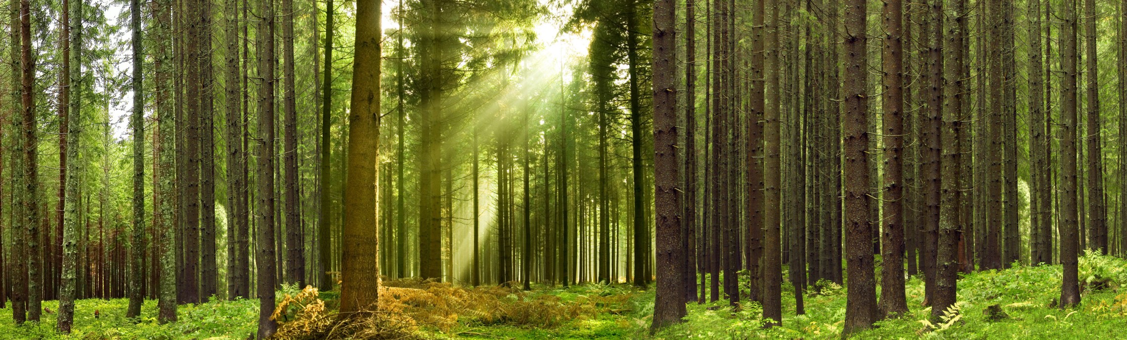 Wald – Impuls für CO2-freie Energieversorgung