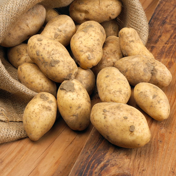 Kartoffelprotein