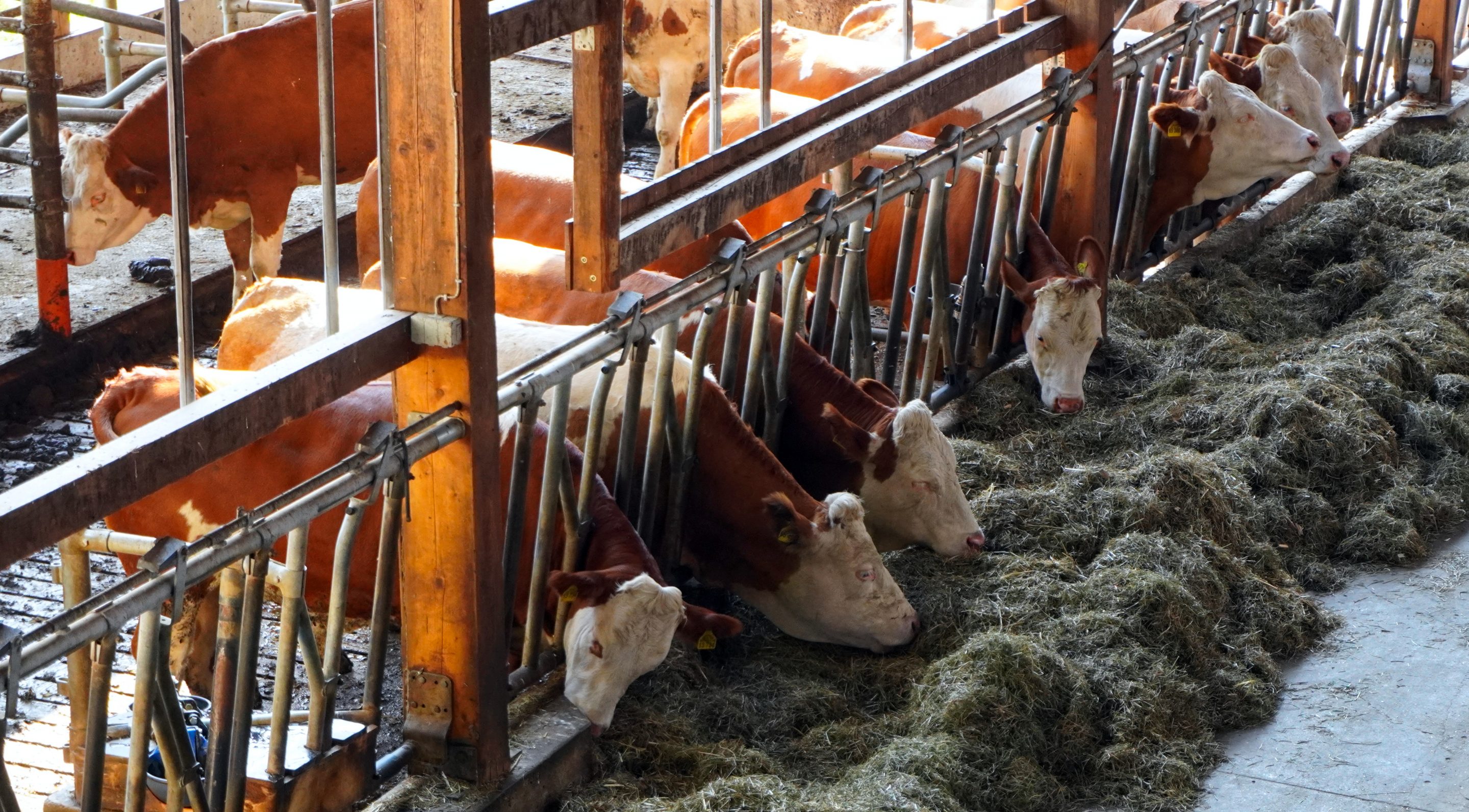 Stables – JGS applications in agriculture