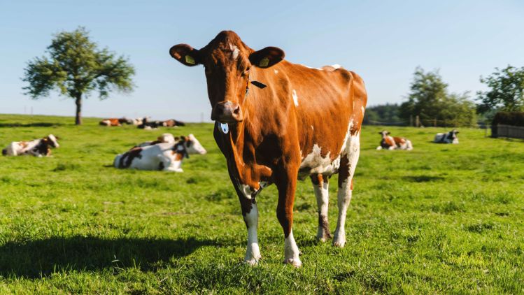 KlimaStaR Milk – Ressourcenprojekt