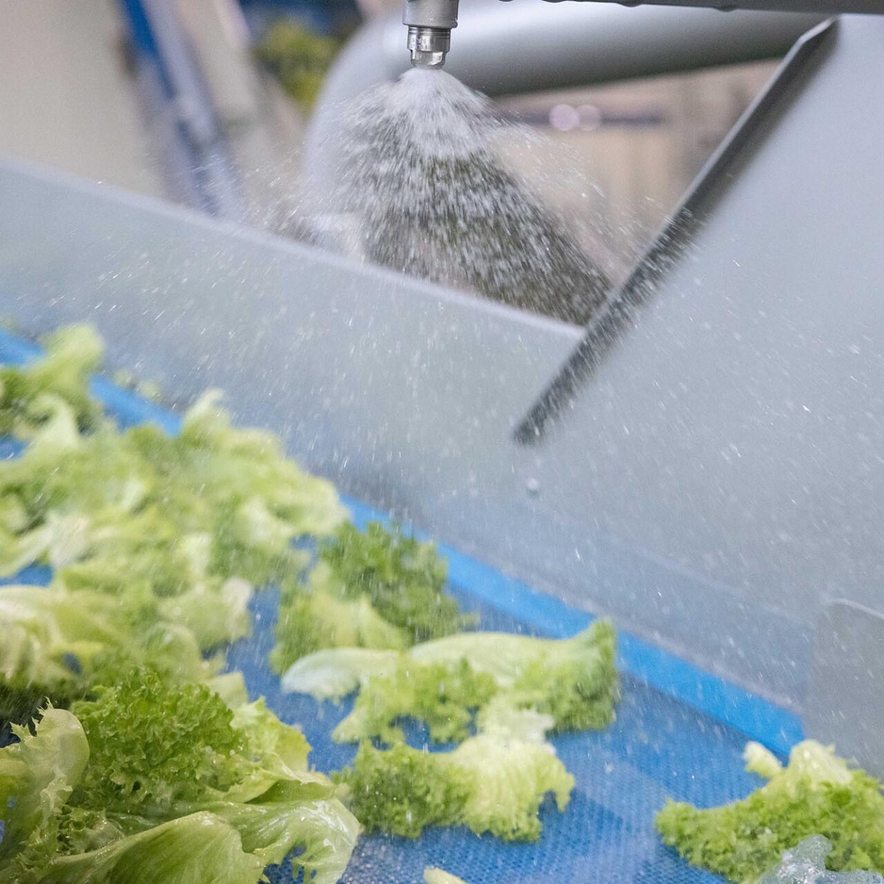 Salatwaschanlage im Vitana Werk