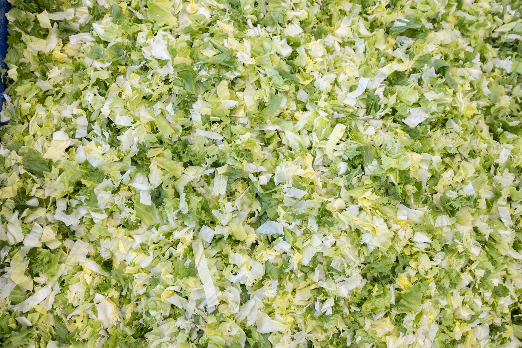 Geschnittener Salat vor der Verpackung