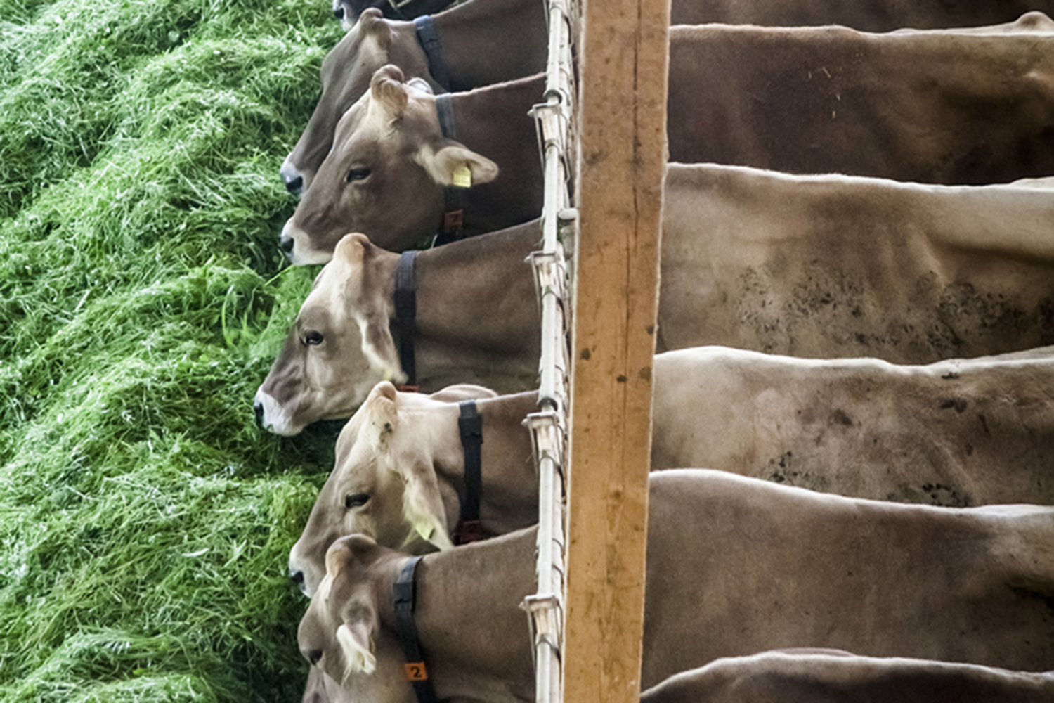 Frisches Gras und Laufstall – Herkunft der Milch