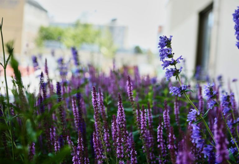 Pflanzung im Sommer