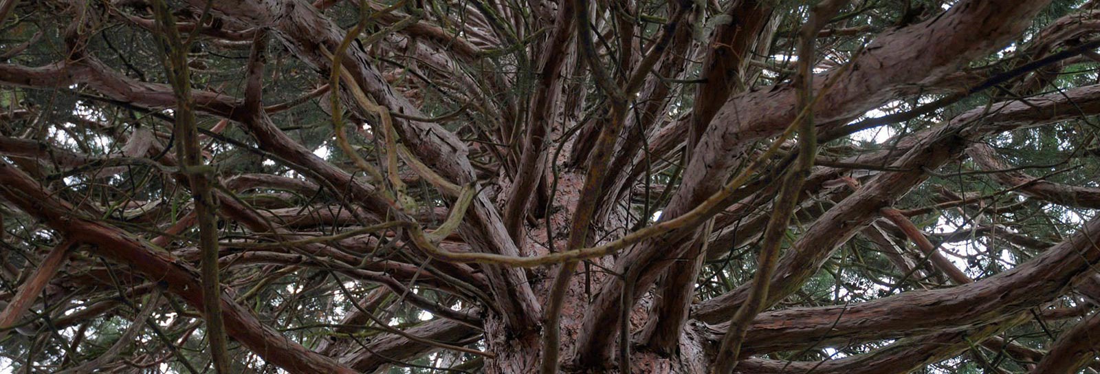 Branching out in multiple therapeutic directions