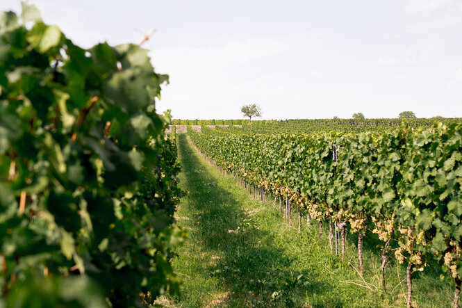 Sauvignon-Blanc-Trauben im Weinberg auf Terra Rossa Kalksteinrotlehm