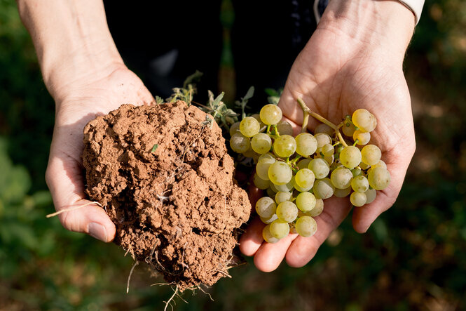 Terra Rossa Kalksteinrotlehm und Sauvignon-Blanc-Trauben aus Rheinhessen