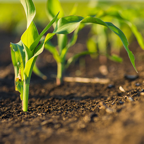 Crop-Solutions-Produkte