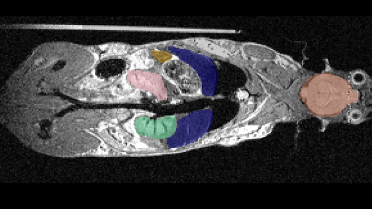 Organanalyse präklinischer Kleintiermodelle (Chimaera AI-B2)