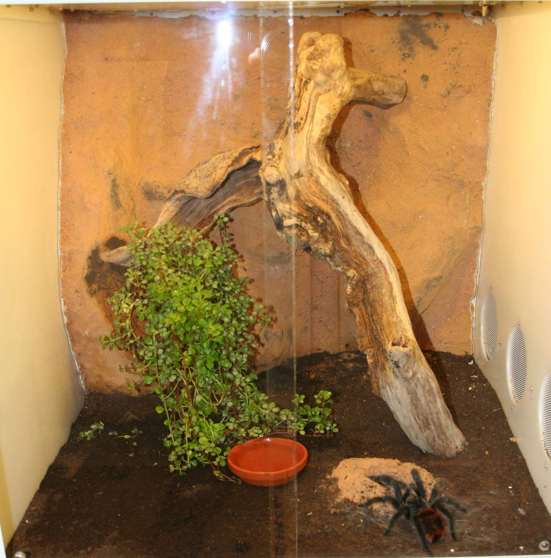 Kunststoffwanne für Terrarium
