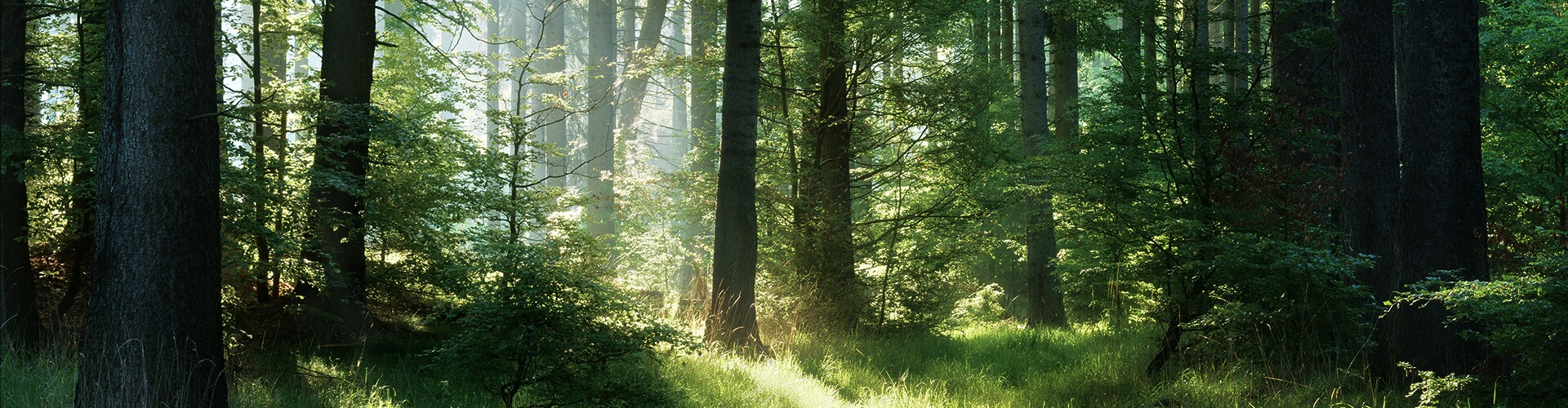 Holz aus heimischen Wäldern
