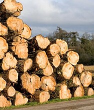 Holzstapel – Trocknung in der Holzwerkstoffindustrie