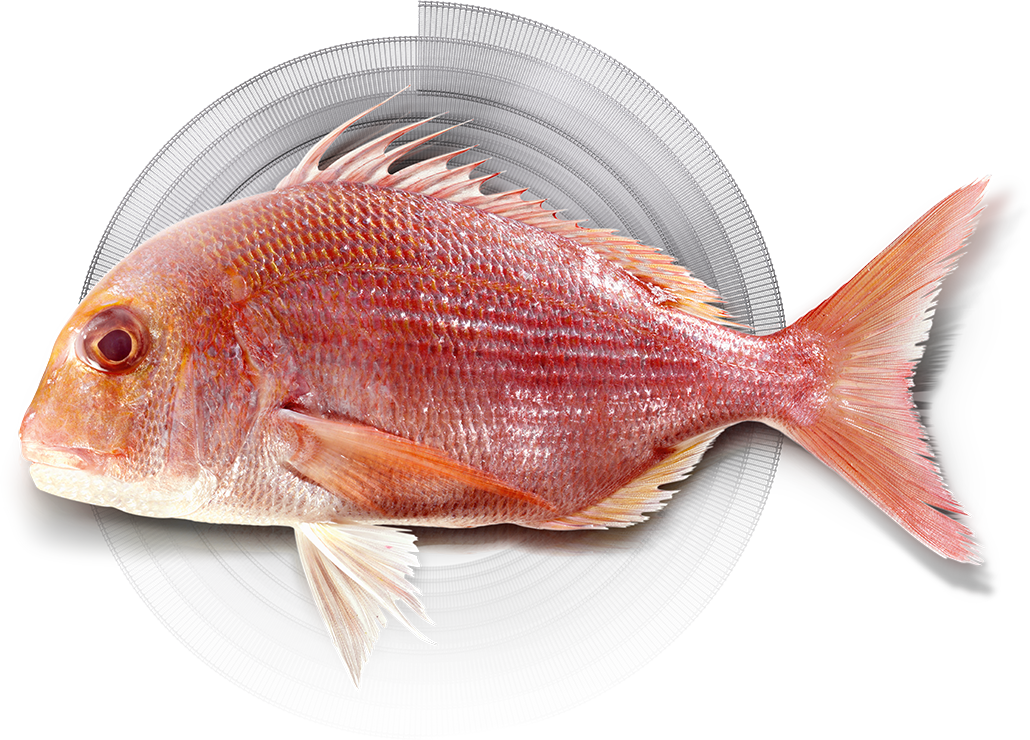 Fisch