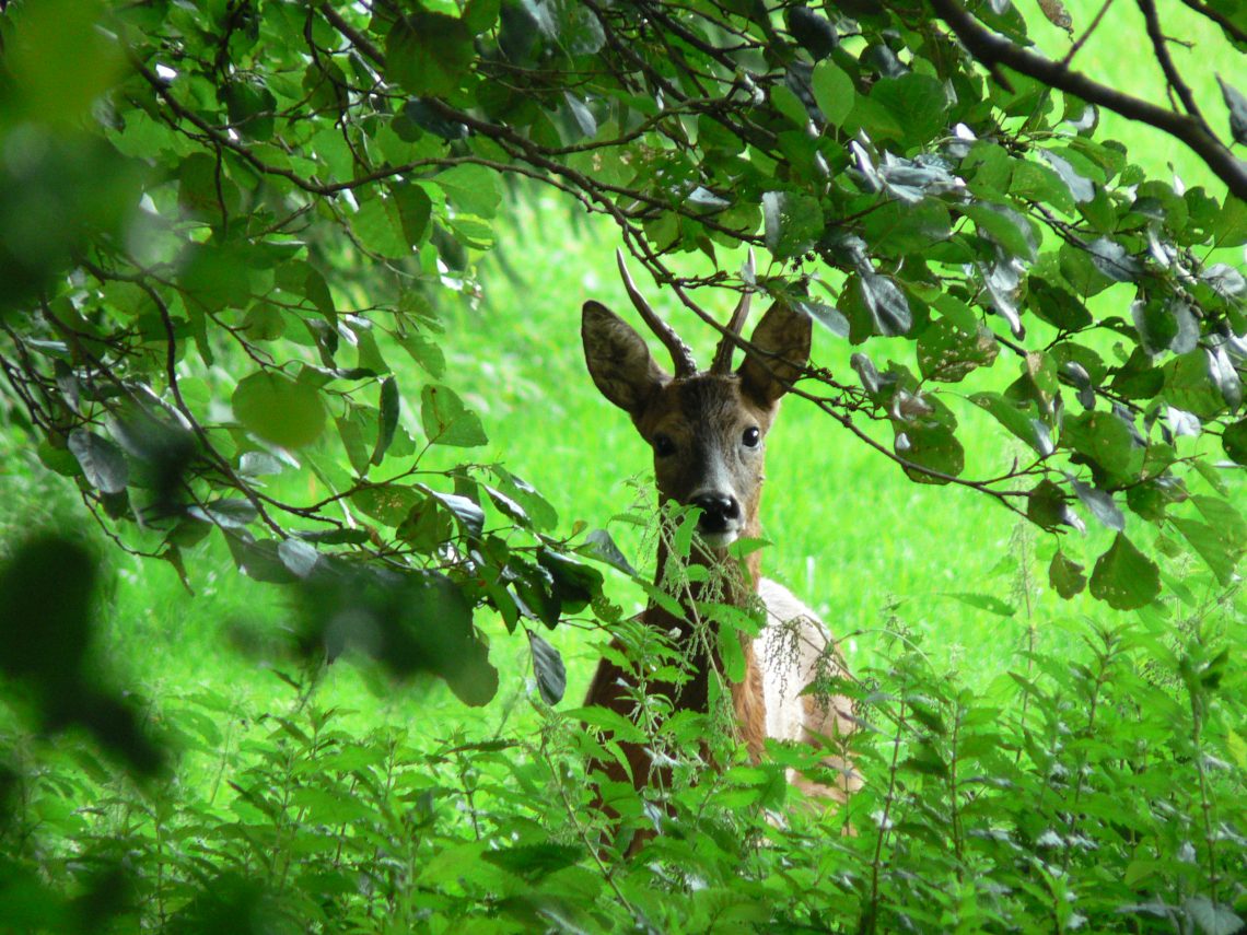Roe Buck – Game in NRW