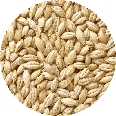 Gerstenkörner der Küstengerste®
