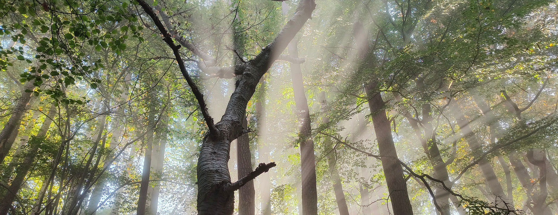 Außendienst im Wald