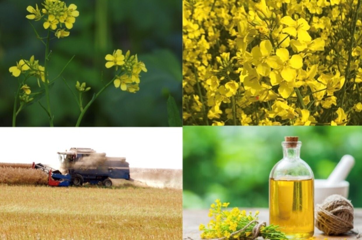 Swiss HOLL rapeseed oil