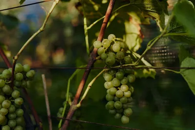 Weinberg des Weinguts Welzin