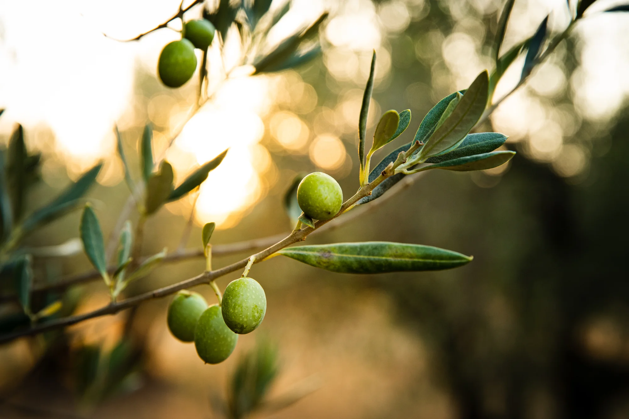 Oliven am Baum – Rohstoff für Olivenöle