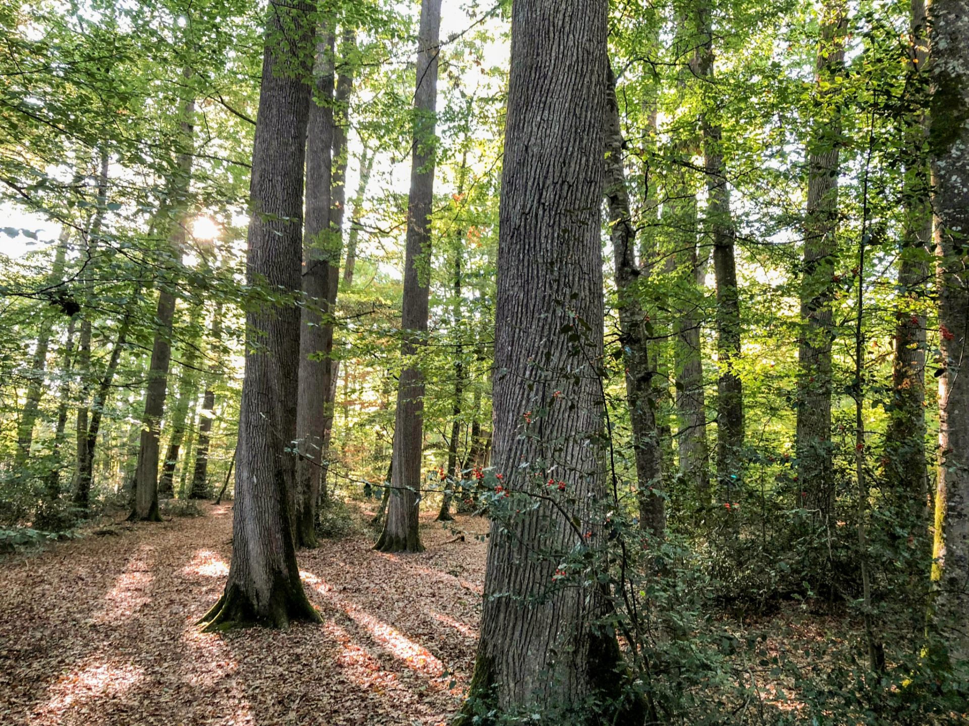 Holzbauteil / Balken