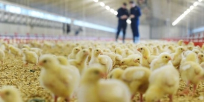 ForFarmers Group