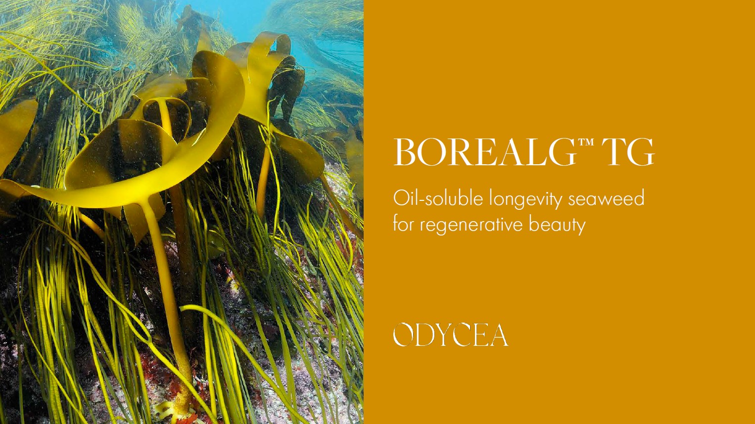 ODYCEA Borealg TG – Longevity-Alge