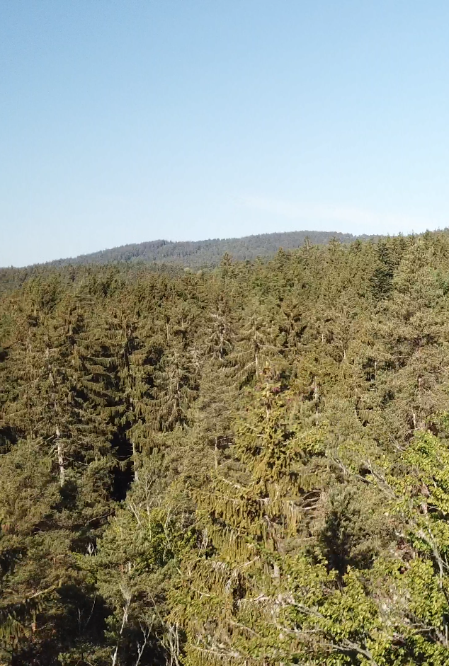 Baumwipfel des Steinwaldes