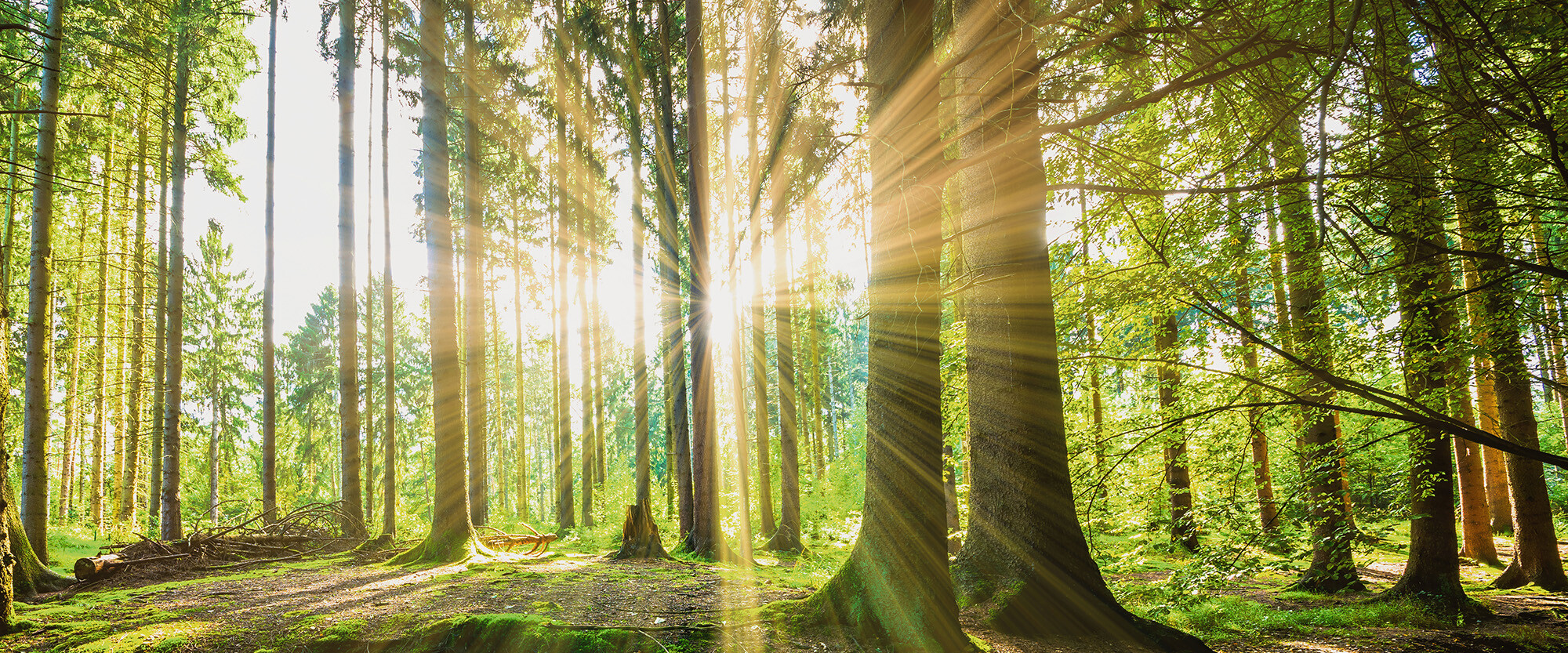 Wald – Rohstoff für Biomasse