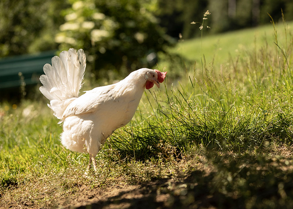 Freiland- und Bio-Haltung