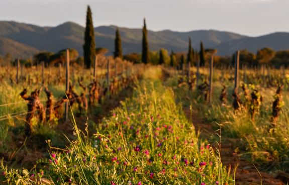 Bio-Rebberge Provence