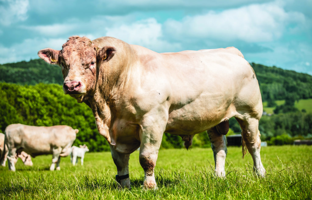 Application animal husbandry / artificial insemination