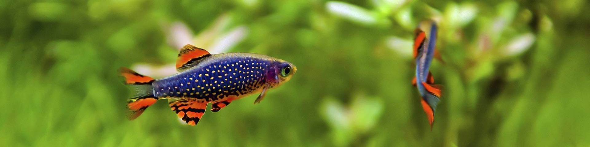 Aquaristik-Produkte