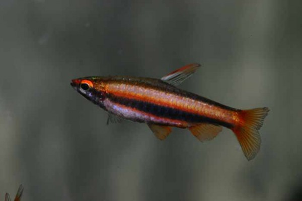 Salmler (u. a. Roter Neon)