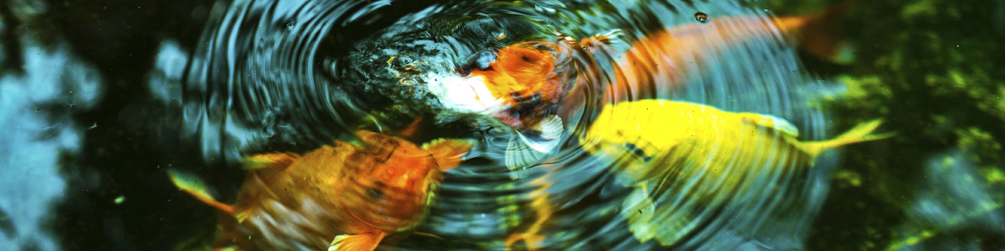 Wasserpflanzen und Zubehör