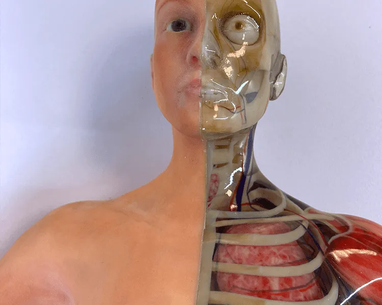 Anatomischer Torso / Büste