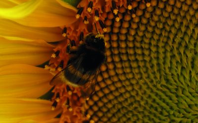 Bienenfreundliche Spätblüher für den Balkon